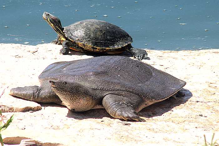 Israel water hikes - turtles at Nahal Alexander.