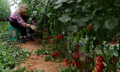 Volunteer picking cherry tomatoes on a farm in Moshav Mivtahim, Israel.