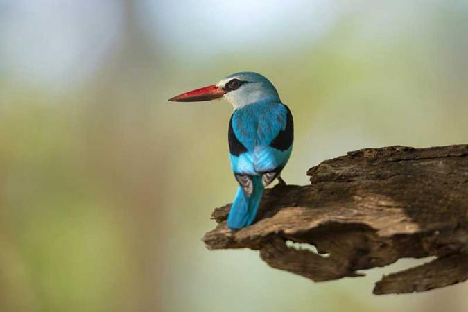 Experience Southern Africa with Emerald Tours on an exclusive luxury kosher safari