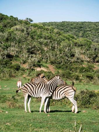 Kosher Kenya Safari summer 2024