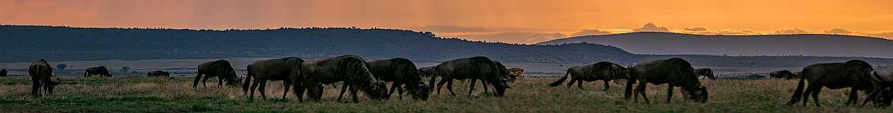 Safari in Kenya