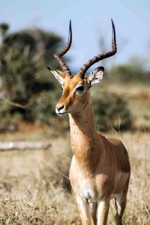 Join Lebor Tours for an 11-day kosher South Africa safari in May 2027