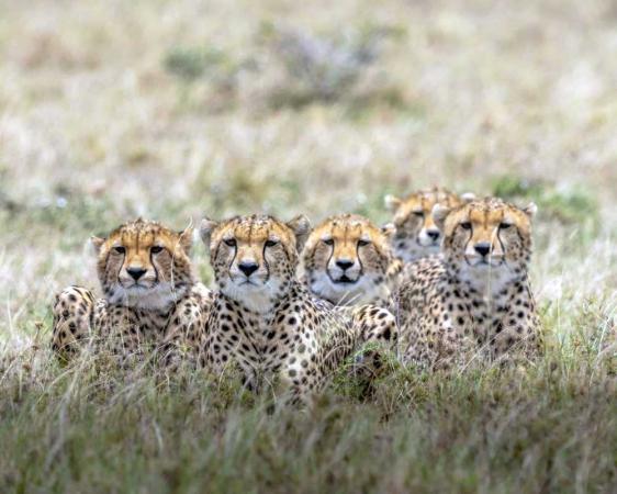 Join Lebor Tours for an 11-day kosher South Africa safari in May 2027
