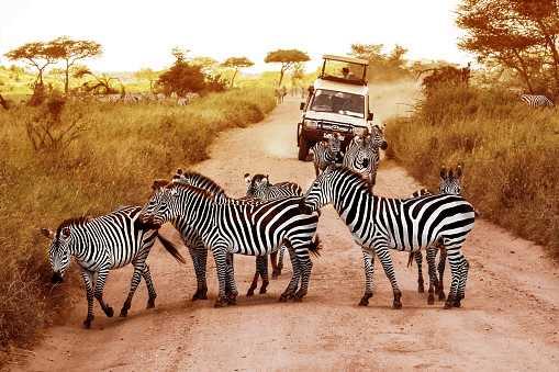 Join Lebor Tours for an 11-day kosher South Africa safari in May 2027
