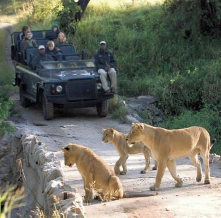 Kosher safaris South Africa