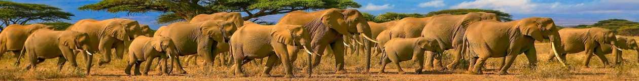 Kosher tours 2025 -Jewish heritage tours - Kosher safari tours