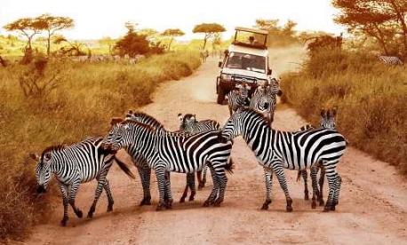 Join Lebor Tours for an 11-day kosher South Africa safari in May 2027