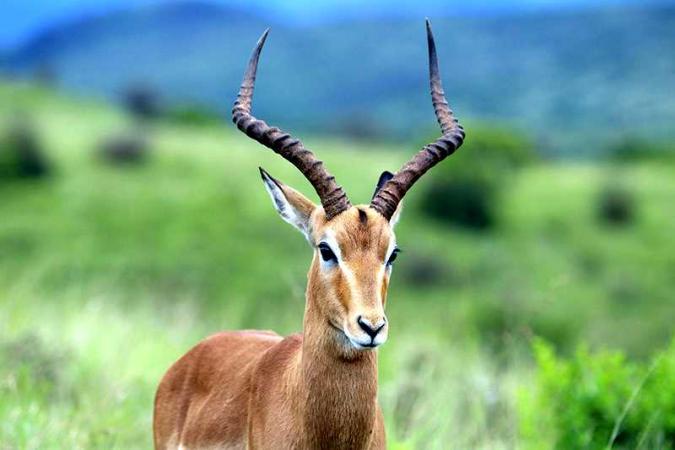 Experience Southern Africa with Emerald Tours on an exclusive luxury kosher safari