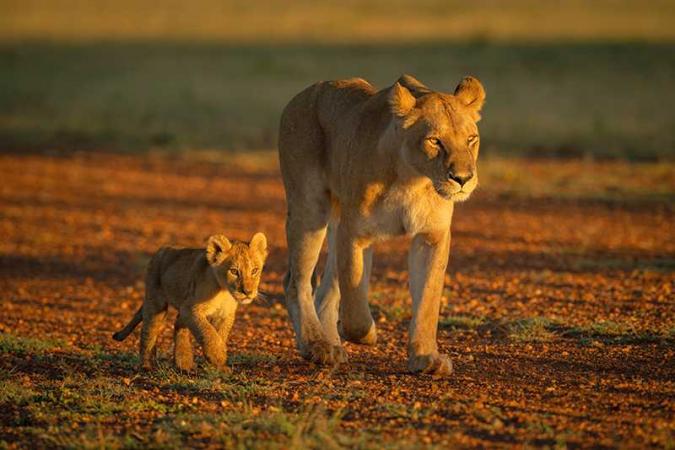 Experience Southern Africa with Emerald Tours on an exclusive luxury kosher safari