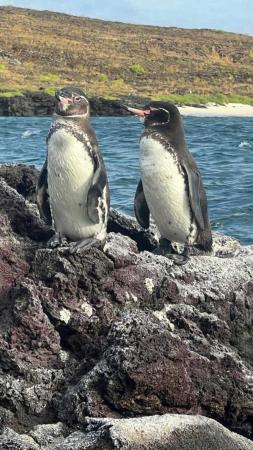 Discover luxury kosher travel throughout South America with Mundo Trip.