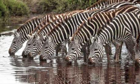 Join Feel Holiday for Summer Safari Experience in Kenya 2026.