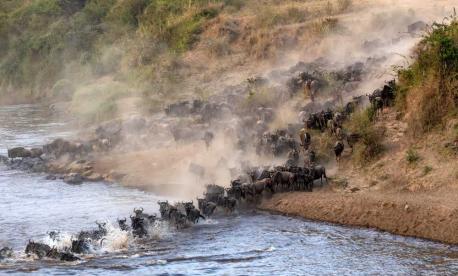 Join a kosher Kenya safari for the Great Migration 2026 with Feel Holiday.