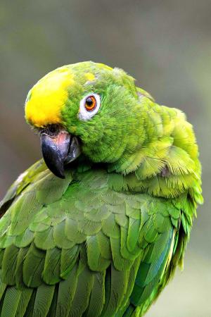 Explore the Amazon on Lebor Tours’ kosher river cruise in August 2027