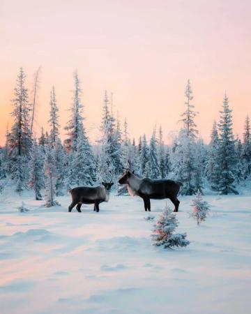 Experience a kosher Arctic adventure in Lapland with Kosher Travelers.