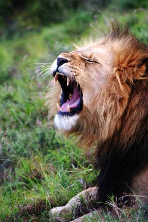 Join Lebor Tours for an 11-day kosher South Africa safari in May 2027
