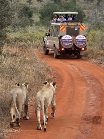 Join a kosher Kenya safari for the Great Migration 2026 with Feel Holiday.