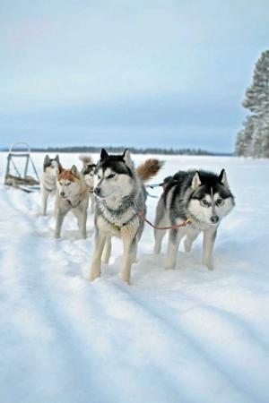 Experience a kosher Arctic adventure in Lapland with Kosher Travelers.